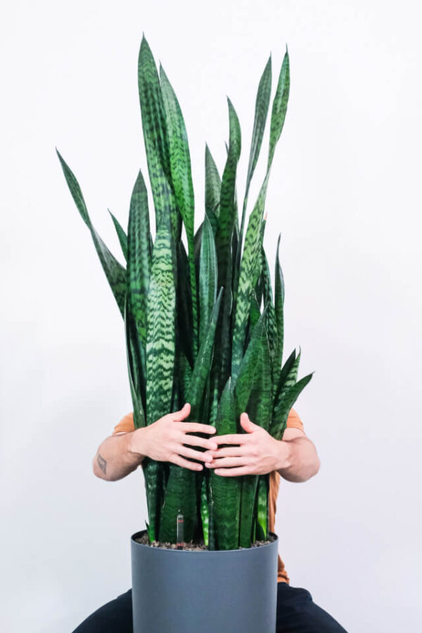 Sansevieria Laurentii - 图片 2